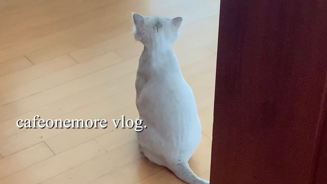 [vlog] 인기만점 인스타감성 도시락케이크 만들기.