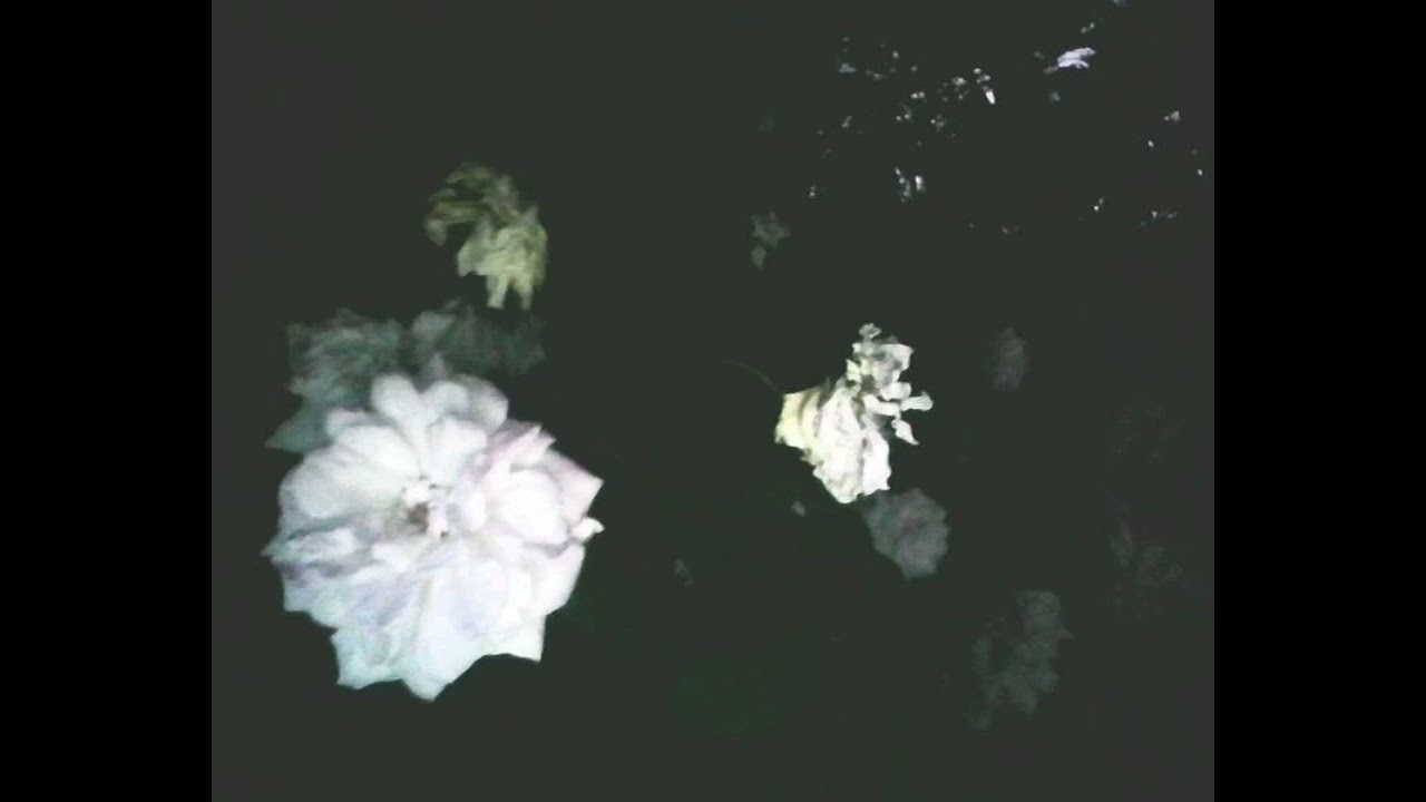 yyu - sleeping_houses