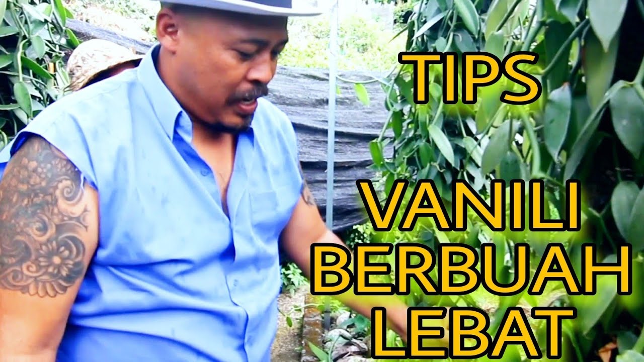 Tehnik pebentukan sulur dan bakal buah di tajar mati
