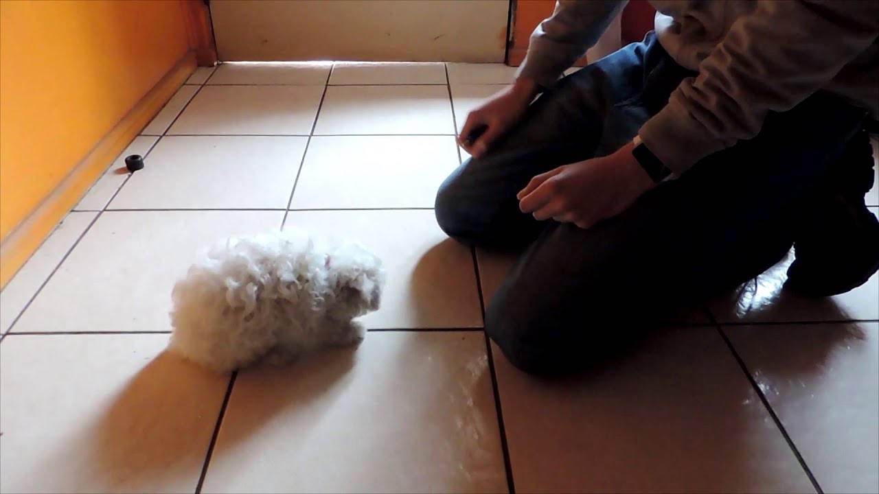 Como enseñarle a tu perro a sentarse - Entrenando a mi poodle (Parte 2)