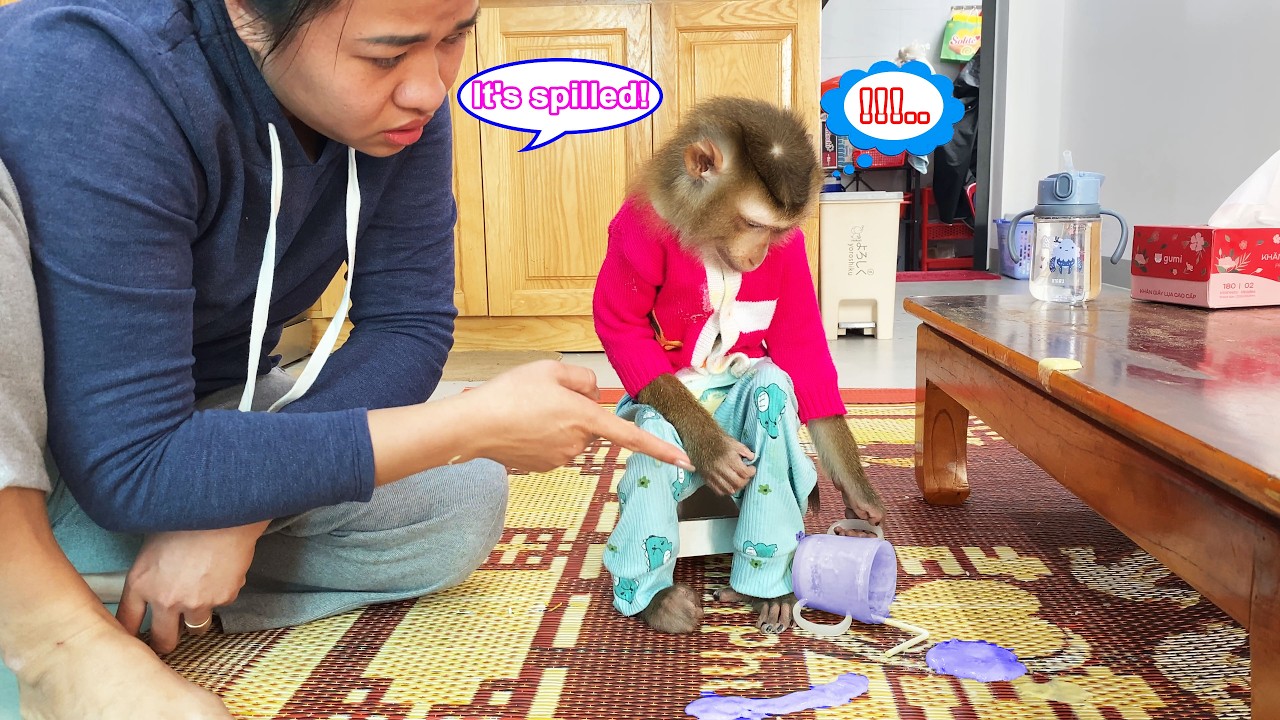 Sorry, Mom! Monkey Lyly made a mistake, but there's something that makes Mom always forgive her.