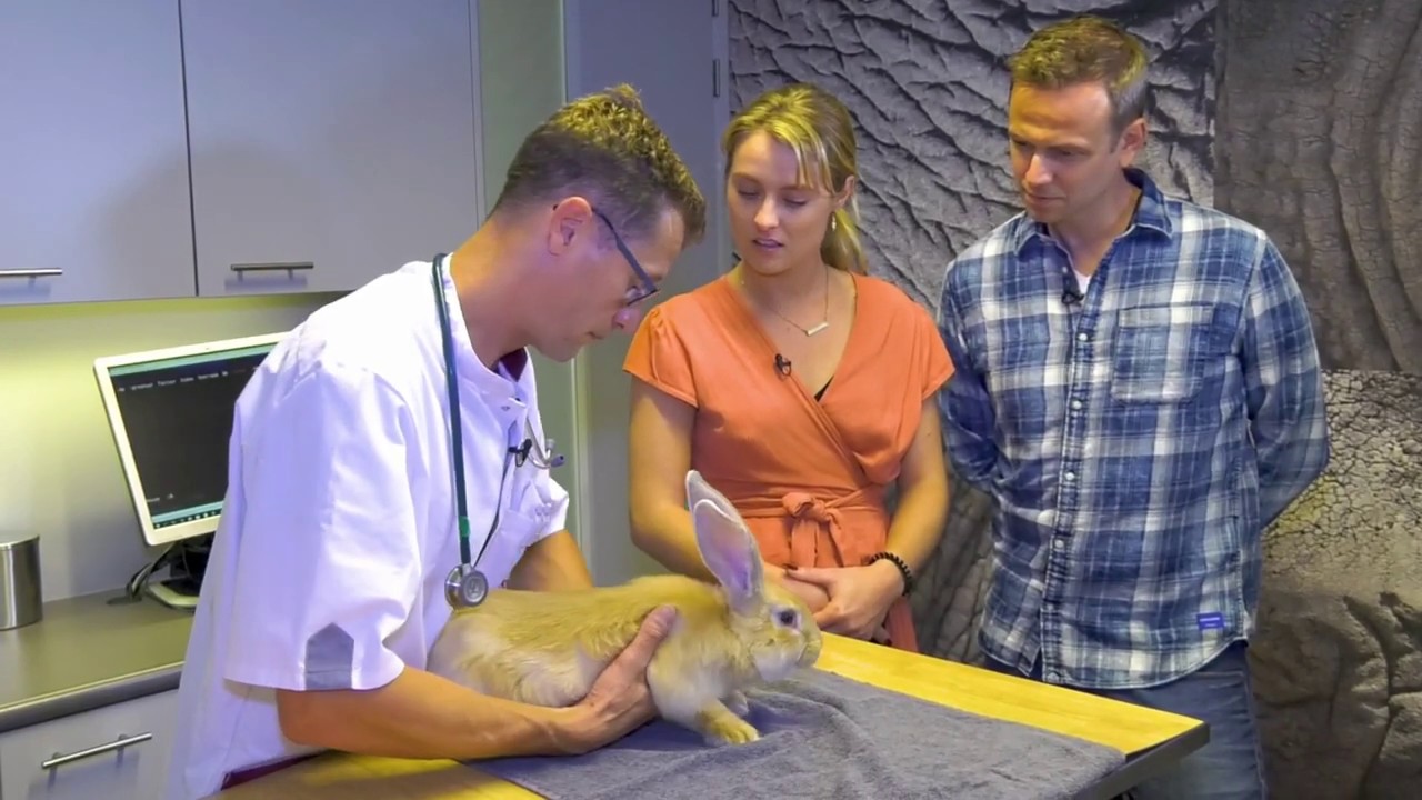 HuisdierenTV bij Sterkliniek - afl. 2: Gezondheidscontrole van een konijn