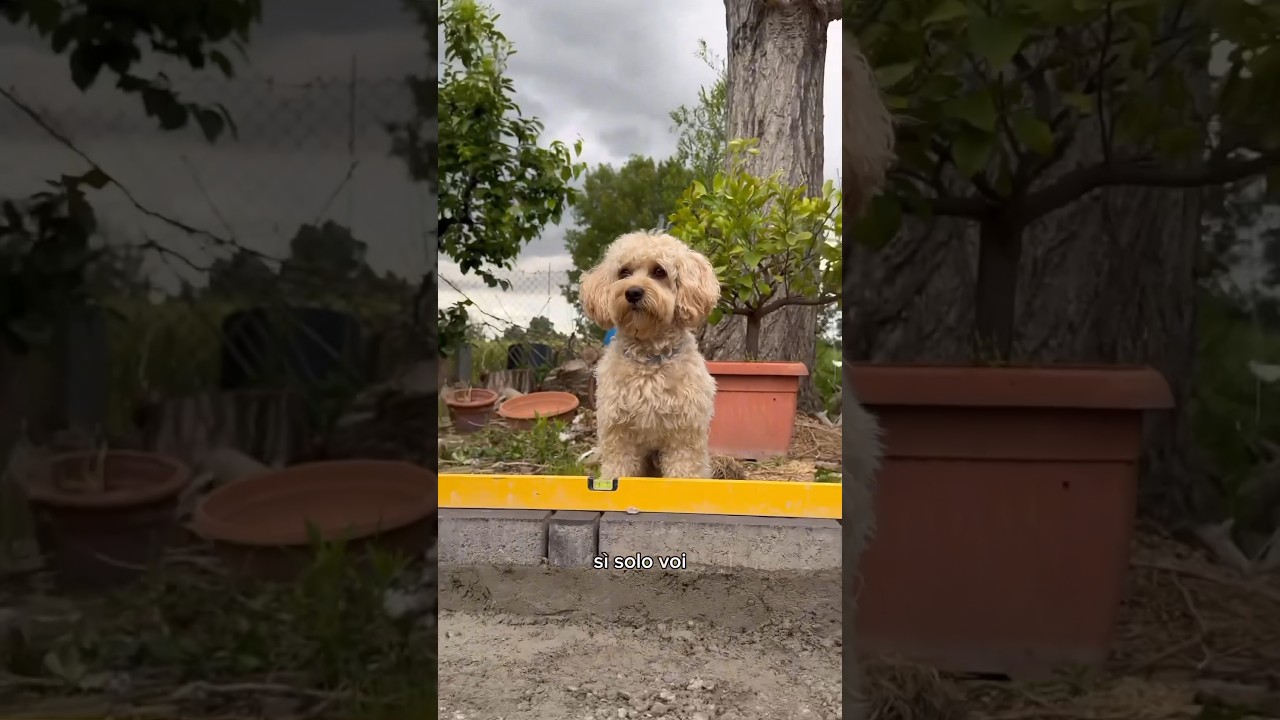 Noi della Ditta 🏗️ #canedivertente #dog #cane #divertente #funny