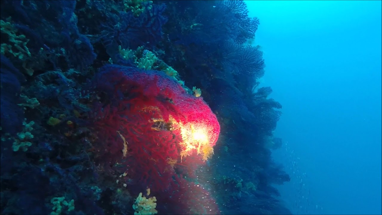 Immersione sulla Secca di Mezzo Canale - Argentario