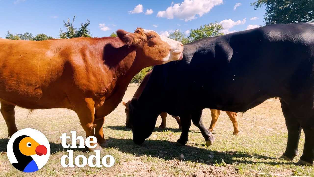 Brave Bull And His Brothers Escape The Slaughterhouse | The Dodo