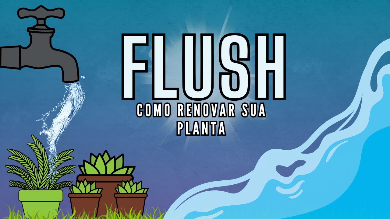 Como lavar o solo da cannabis e renovar sua planta 