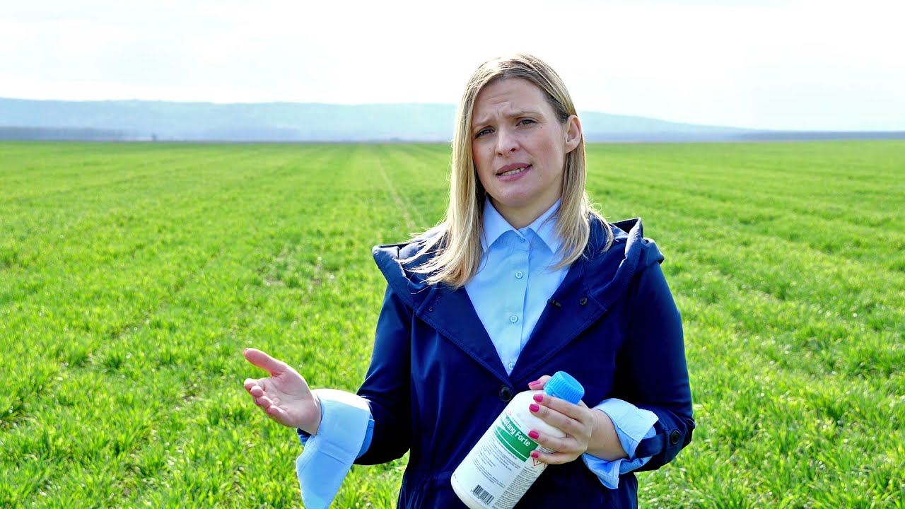 Jedinstveni herbicid Mustang Forte, za suzbijanje širokolisnih korova i u pšenici, i u kukuruzu
