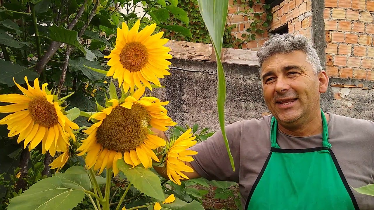 Girassol e seus segredos! Mago Jardineiro no Coletivo Mão na Terra
