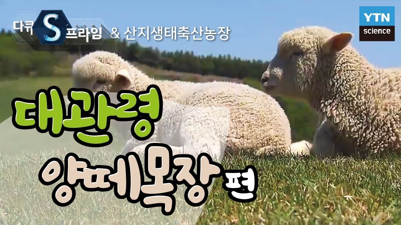 [산지생태축산농장] 대관령 양떼목장: 체험형 목장의 탄생 / YTN 사이언스