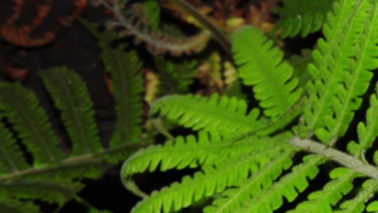 Fern Timelapse