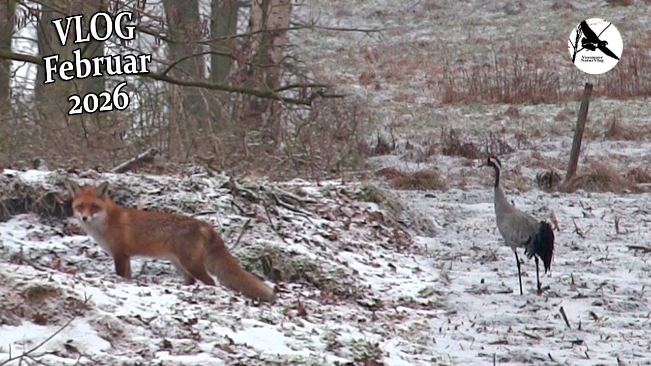 Kraniche, Krähen, Fuchs & Rehe im Schnee / Vossmoor, Nature, Crows & Wildlife Februar 2026