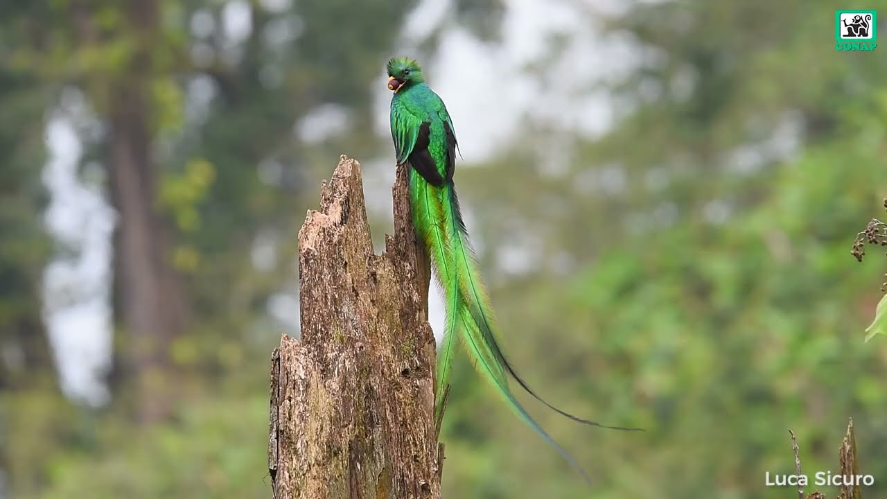 Historia del Quetzal, vida y migración. GT