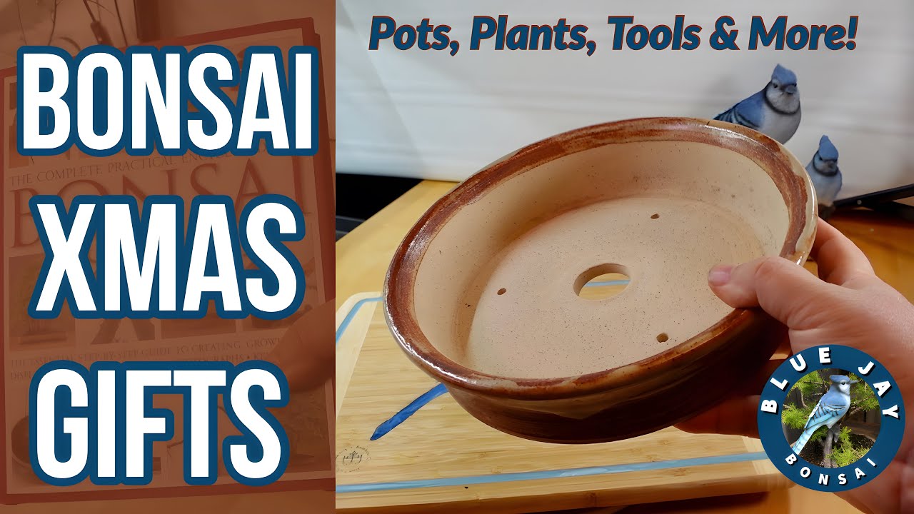 Bonsai Christmas Gifts - Pots, Plants, Tools & More!