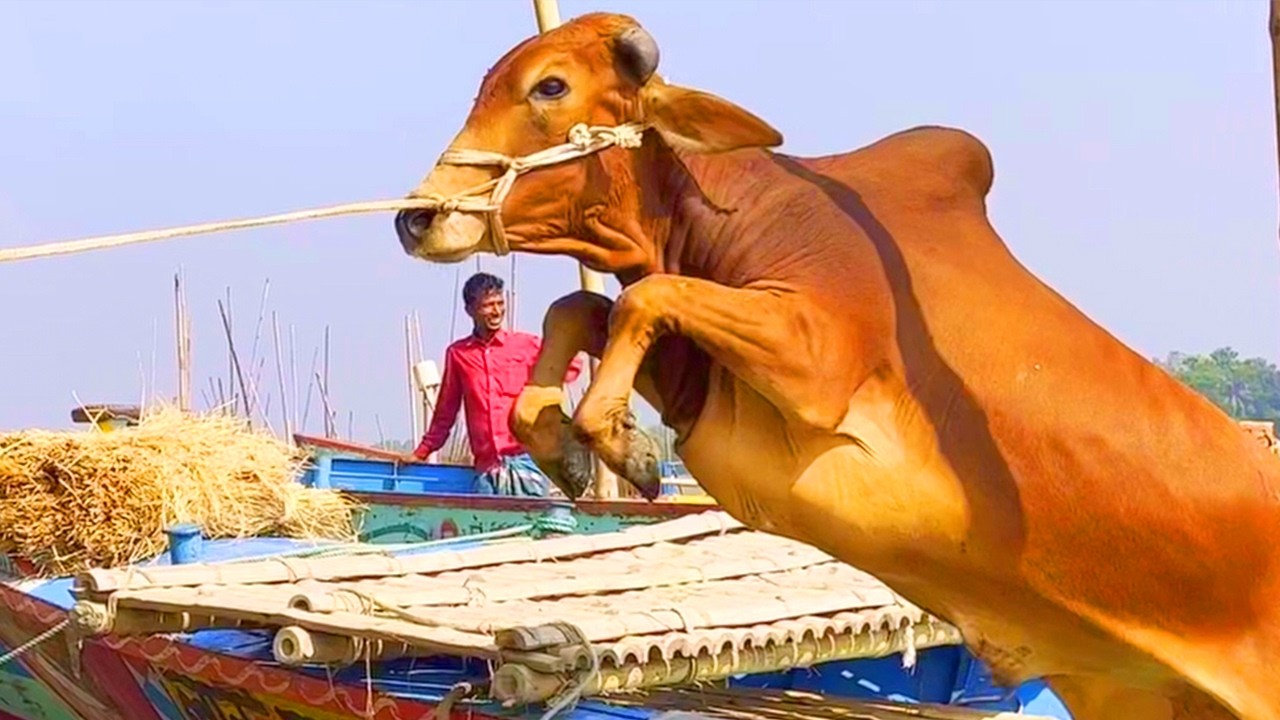 cow unloading, cow videos, cow video, animal, big cow, goru hamba cow, Ep- 311