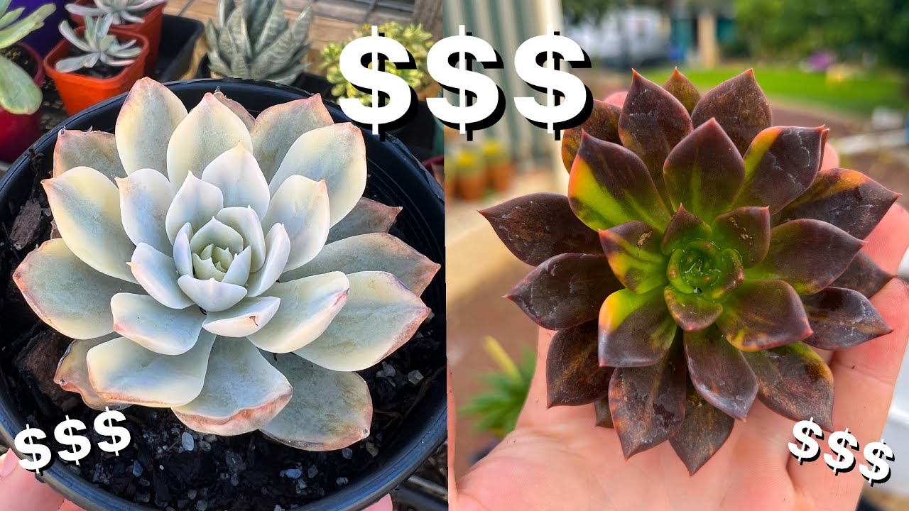 My Variegated Succulents // *Rare And Expensive*