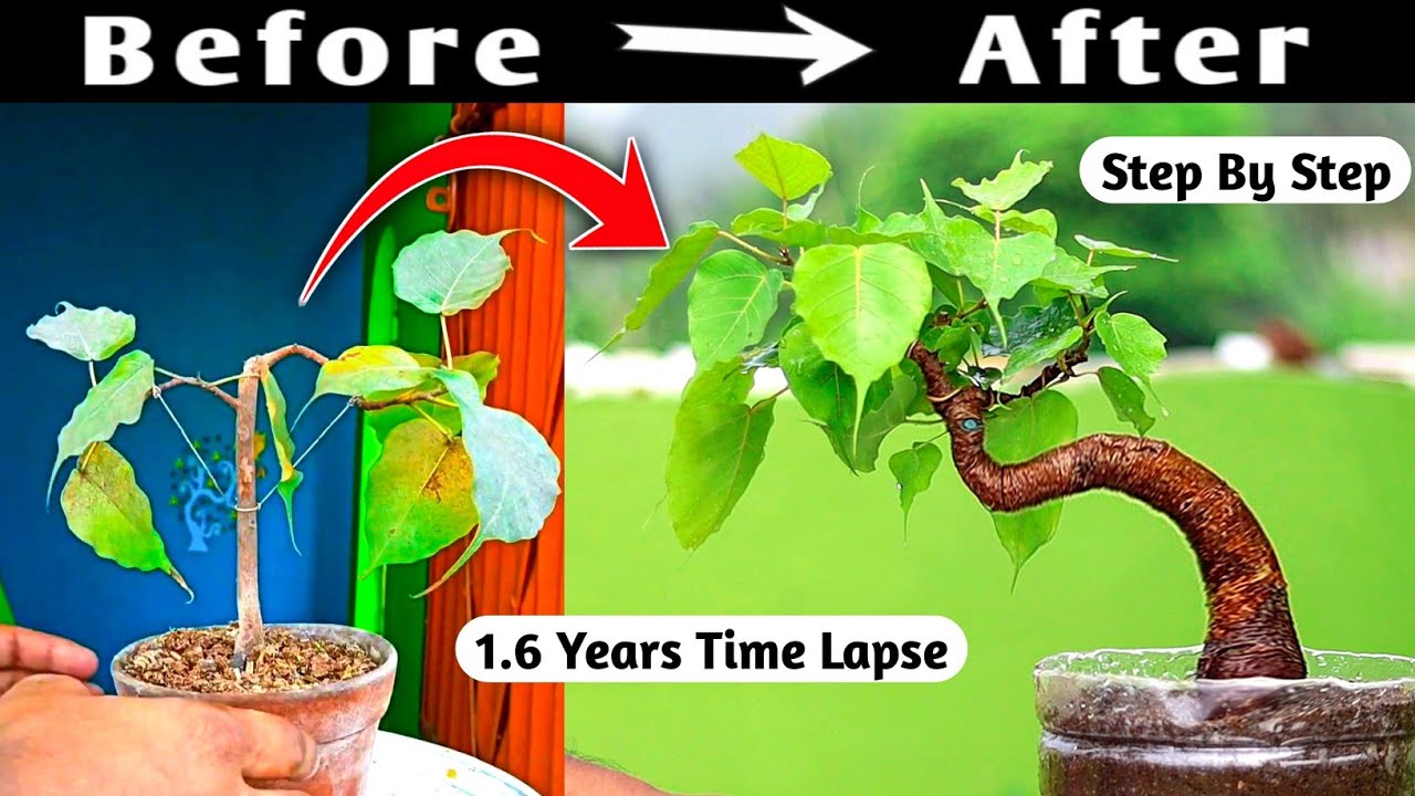 Ficus Religiousa Bonsai Time Lapse 1 Year 6 Months