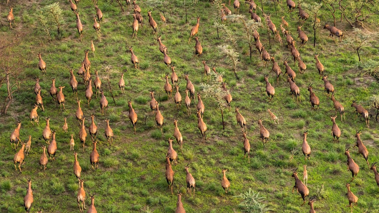 The Great Nile Migration of South Sudan