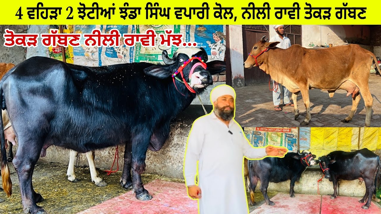 ਝੰਡਾ ਸਿੰਘ ਵਪਾਰੀ ਕੋਲ 4 ਵਹਿੜਾ 2 ਝੋਟੀਆਂ ਮੋਰਹਾ, ਨੀਲੀ ਰਾਵੀ ਤੋਕੜ ਗੱਬਣ/ ਪਿੰਡ ਕੈਰੋਂ/ਪੱਟੀ ਤਰਨਤਾਰਨ 