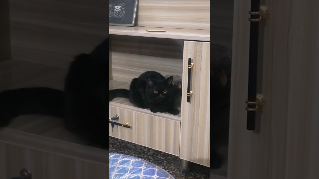 Coco 😻 
