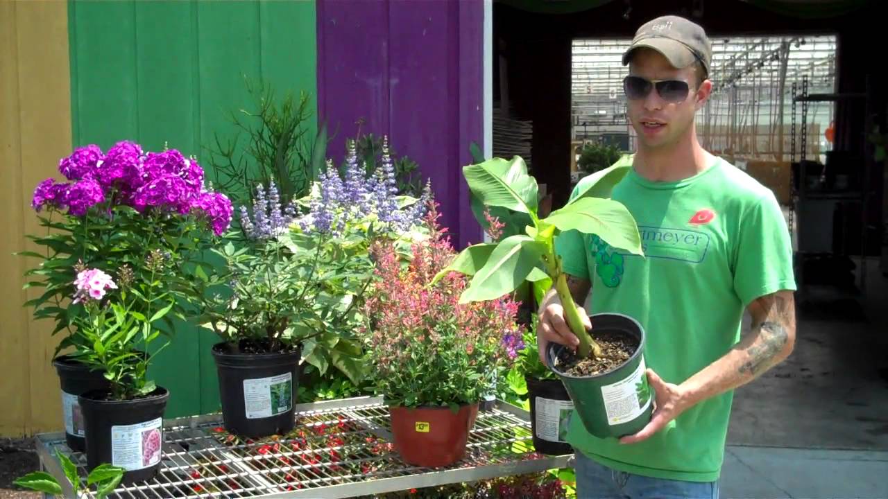 5 Underutilized Perennials for Ohio