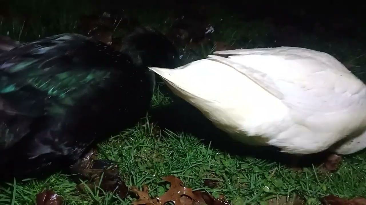 Weekend Dumpling Update... 🦆🫶🏼🦆🫶🏼🦆