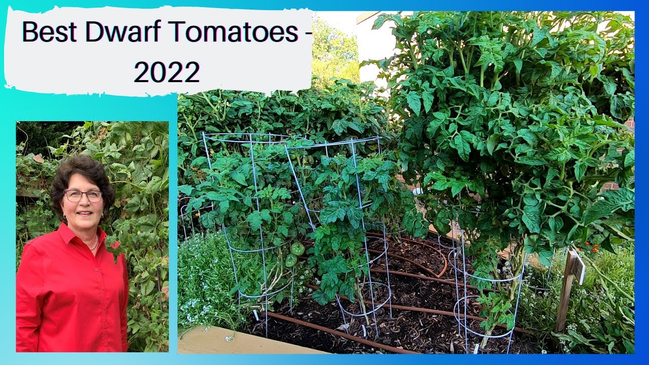 Best Dwarf Tomatoes of 2022