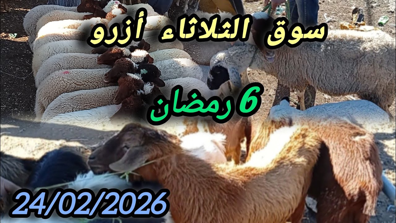 مباشرة من سوق الثلاثاء أزرو بتاريخ 24/02/2026#اكسبلور #animals #foryou 