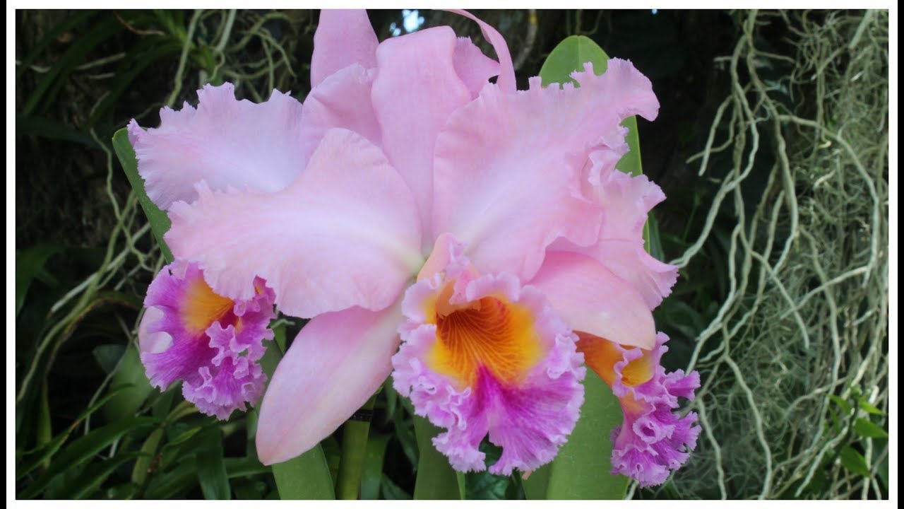 Cattleya King George 'Serendipity' Review