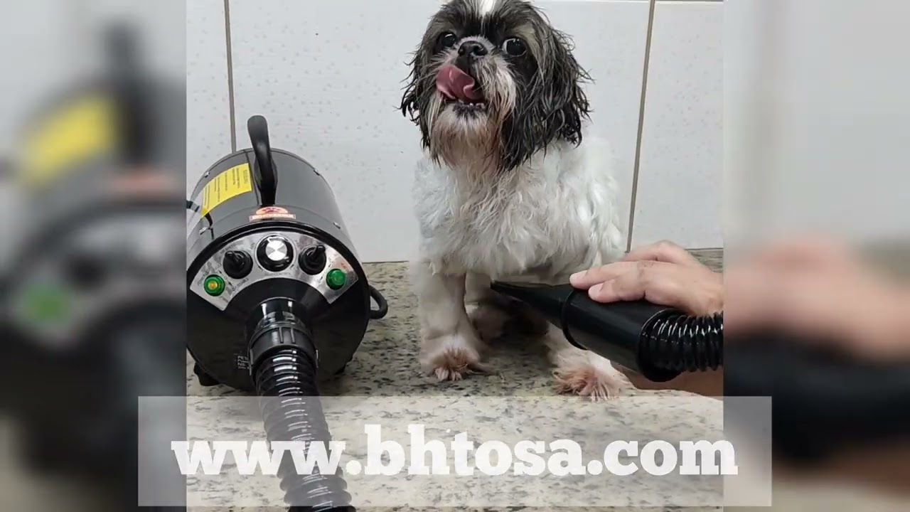 TESTE SOPRADOR SECADOR [Secagem] fizemos o teste com uma Shih Tzu !