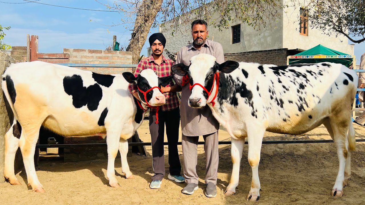 ਪਿੰਡ ਛੰਨਾ ਗੁਲਾਬ ਸਿੰਘ ਵਾਲਾ। 8 ਗੱਬਣ ਤੇ ਹੀਫਰ ਵਹਿੜਾ ਵਿਕਾਉ 👌🏻👌🏻ਘੱਟ ਰੇਟ 😱😱Bawa dairy farm