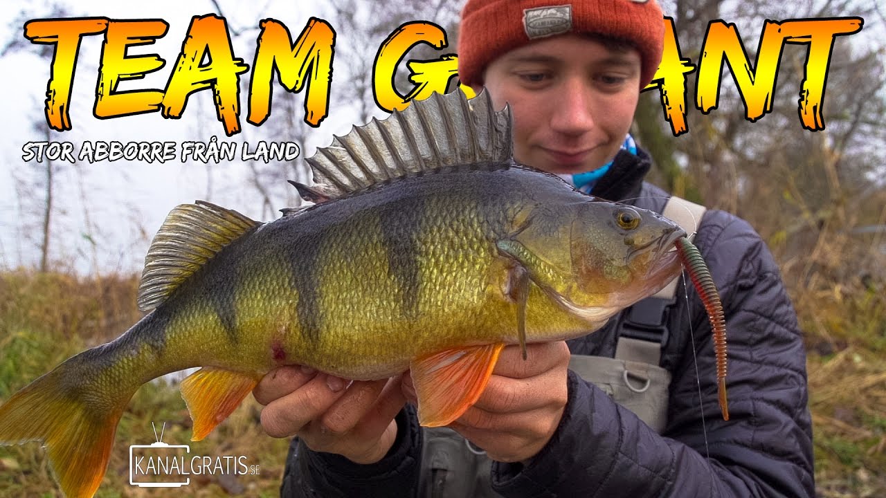Stor Abborre från Land | Team Galant