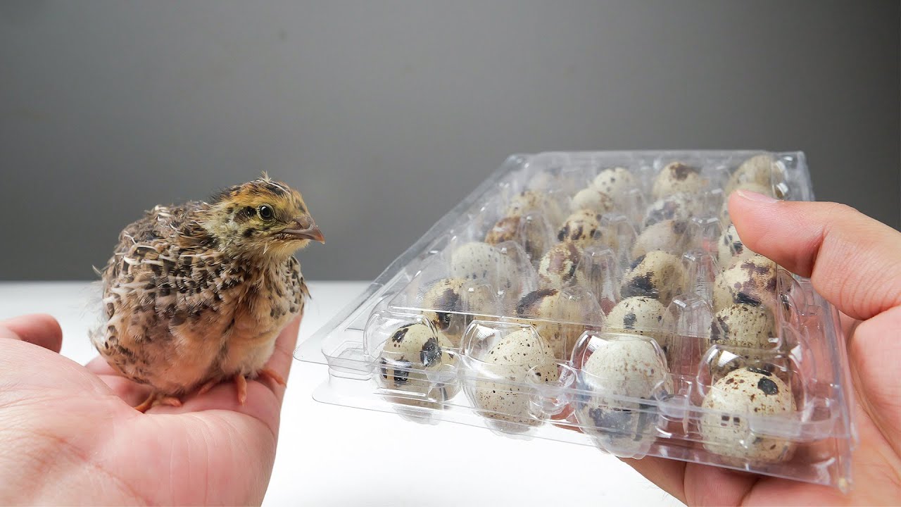 Can quail eggs bought in the supermarket be hatched?