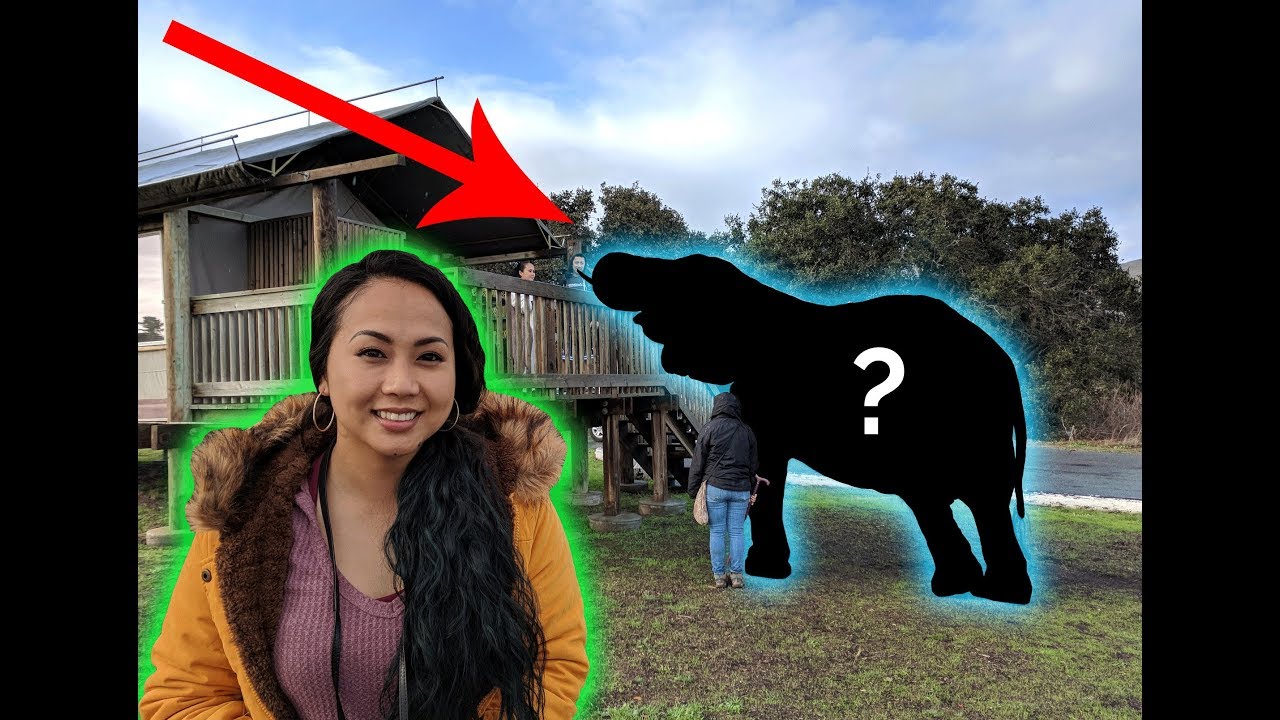 We stayed overnight at the Monterey Zoo!