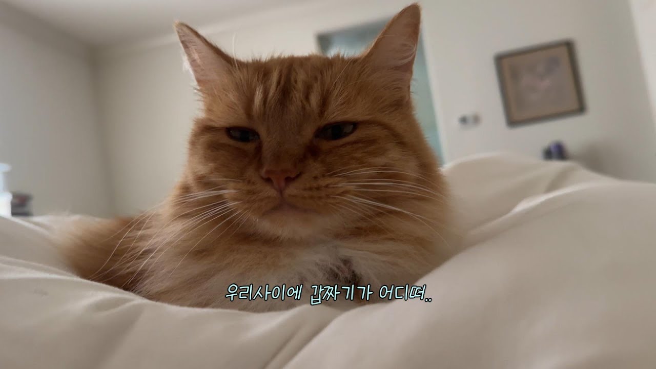 집사의 권력 자랑 차력쇼. 고양이 소환법 싹 다 알려드림 🦍/ 미국에서 한국 이민가는 준비하는 고양이 브이로그