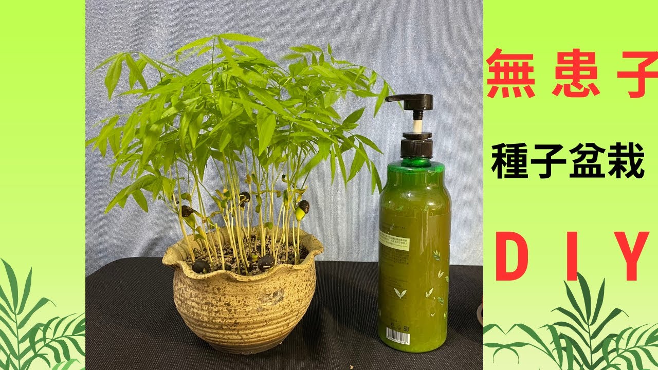 無患子種子盆栽DIY /無患子洗潔劑製作方法