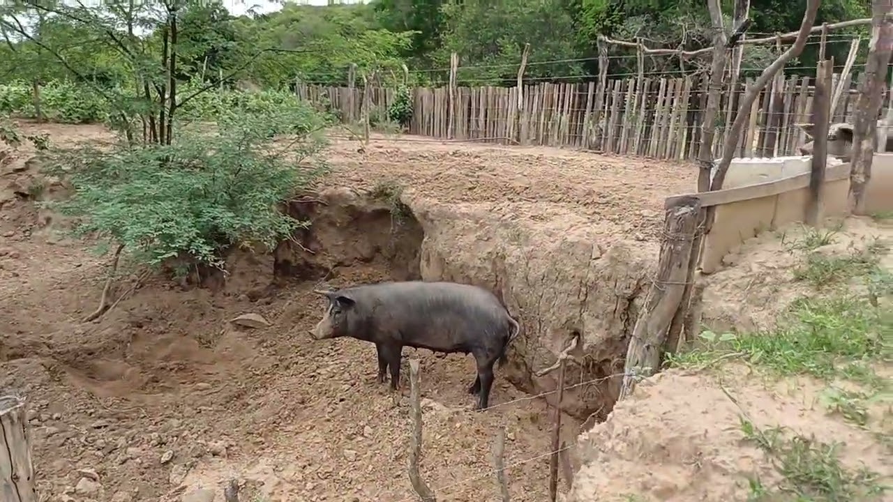 Vendo barato sua grande oportunidade chegou 15 hectares 