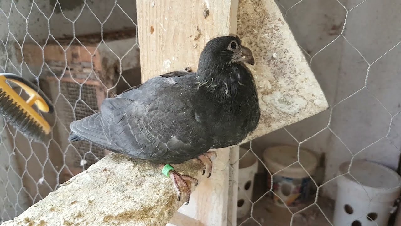 Paloma plata, cómo conseguirla