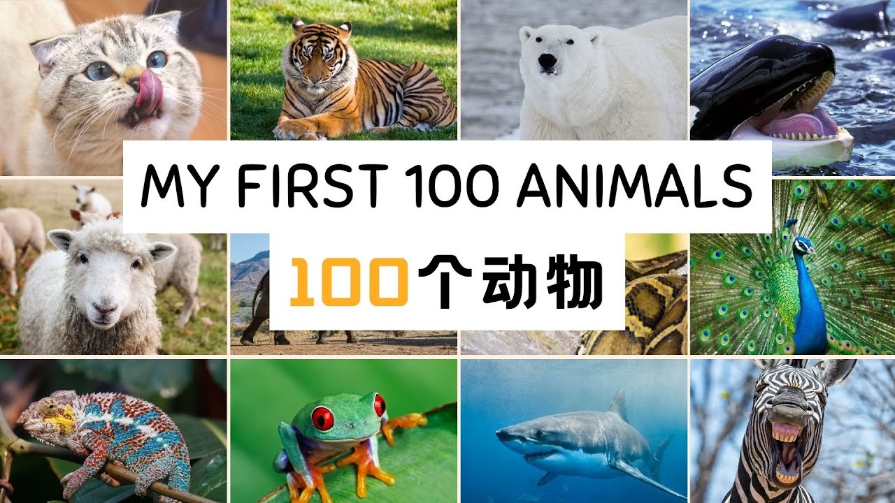 【100个动物的中文名称My first 100 animals in mandarin】认识动物 | 动物启蒙 | 儿童最应该先认识的100个动物 Animal names in Chinese
