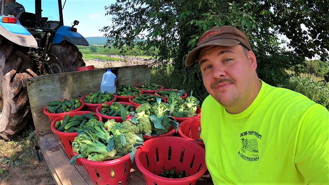 HARVESTING VEGETABLES BY HAND IN PENNSYLVANIA