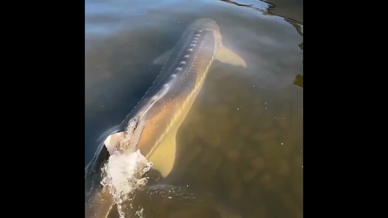 Sturgeons - A unique fish #Sturgeons #ocean #fish #amazing #viral #videos #viralvideo #amazingvideos