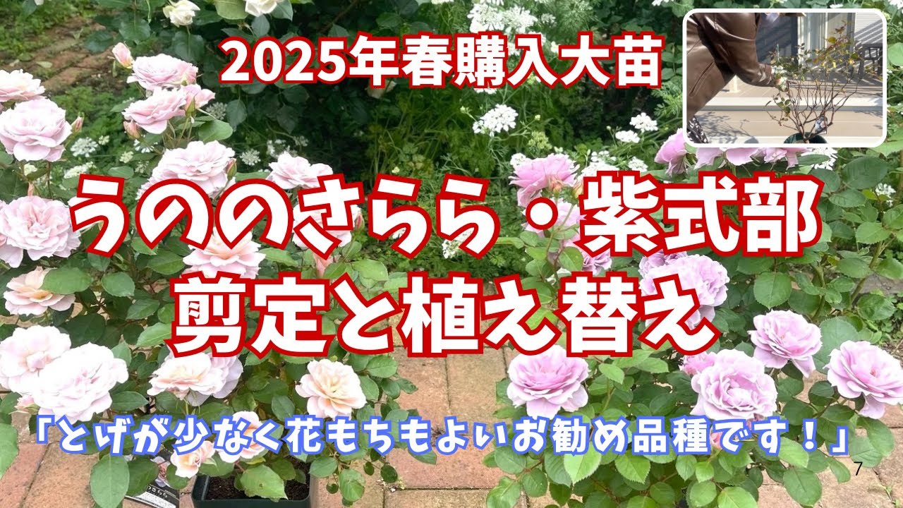 ロサオリエンティスの人気品種うののさららと紫式部の剪定と植え替えを丁寧に解説します！