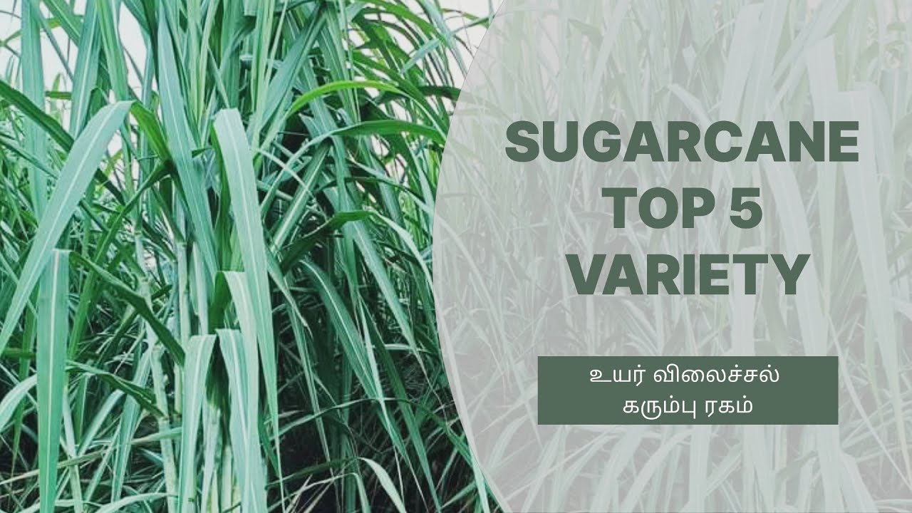 SUGARCANE TOP 5 VARIETY // தேர்ந்தெடுக்கப்பட்டா ஐந்து No.1 கரும்பு நகங்கள் @AgriTN .