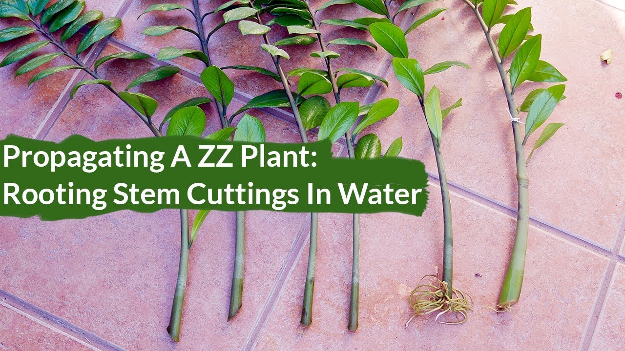 How to Propagate A ZZ Plant / Joy Us Garden