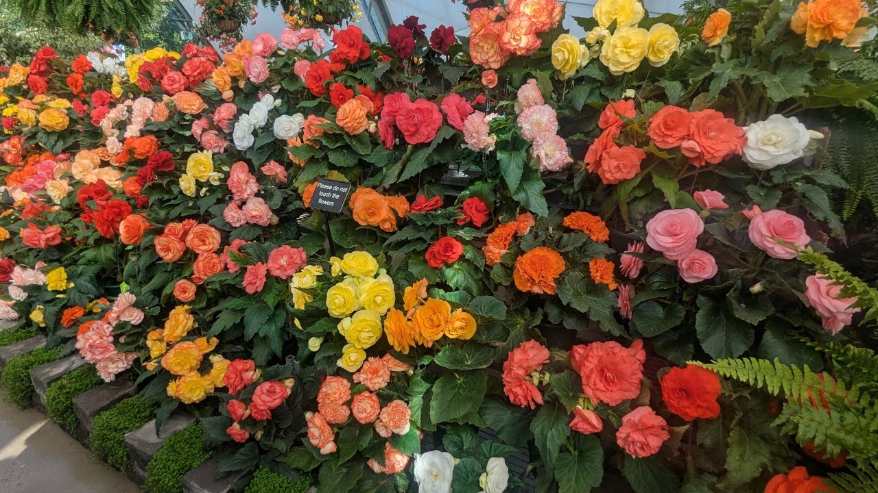 The Annual Ballarat  Begonia Festival 2026