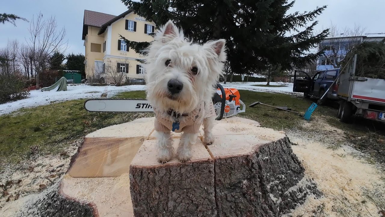 Charly hilft beim Baumabtrag! Frohe Weihnachten 2023