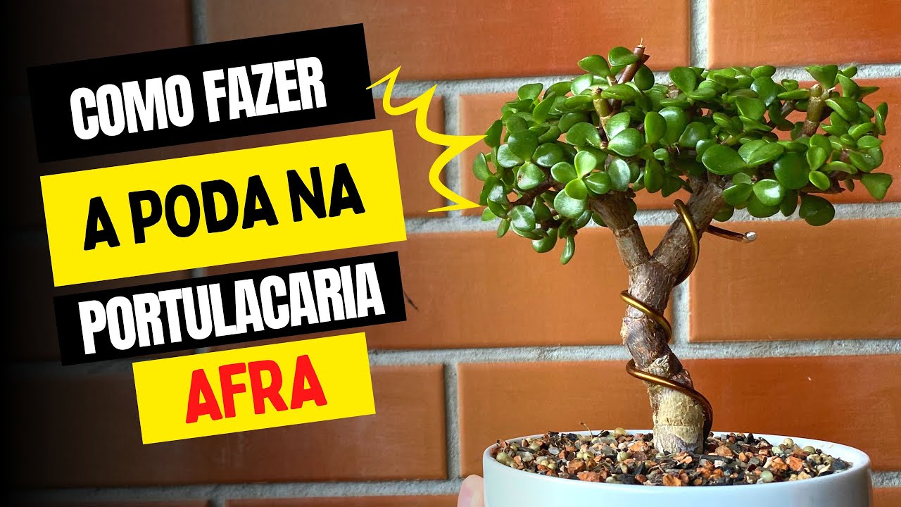 Como podar a suculenta Portulacaria Afra - Mini Jade - Bonsai de Jade
