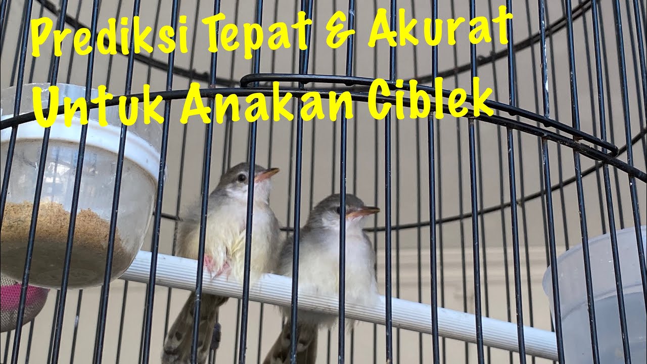 Membedakan anakan ciblek jantan dan betina || Prediksi tepat dan akurat