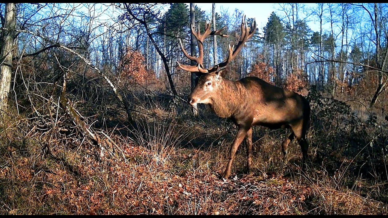 Sur les terres de Bourgogne Epi 8 cerfs, chat forestier...#animauxsauvages #cerf #wildlife #trailcam