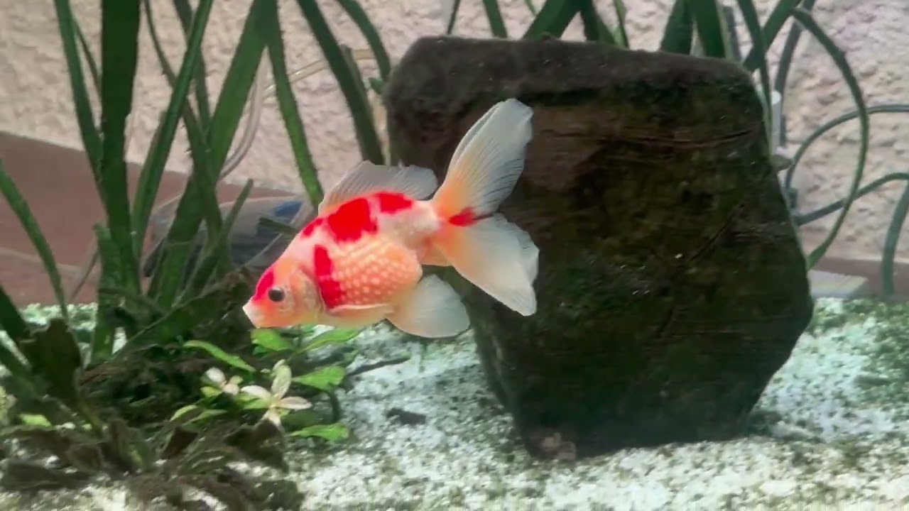 Pearlscale and Red-White VS Bubble Eye goldfish Part. 2 (Red Oranda wen ‘full-head’ ignoring).