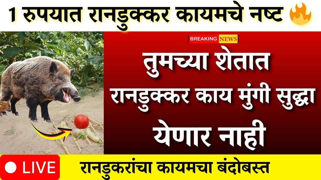रानडुकरांचा कायमचा बंदोबस्त सर्वात प्रभावी जलीम उपाय |leopard| desi jugaad।randukkar,harin,sheti
